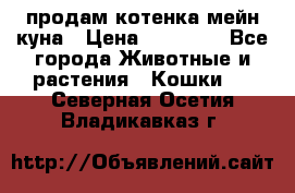 продам котенка мейн-куна › Цена ­ 35 000 - Все города Животные и растения » Кошки   . Северная Осетия,Владикавказ г.